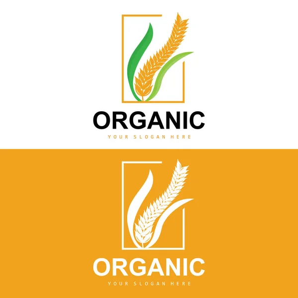 Wheat Rice Logo Agricultural Organic Plants Vector Luxury Design Golden — Wektor stockowy