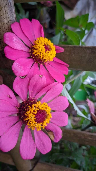 Zdjęcie Pięknych Kwiatów Kwitnących Ogrodzie — Zdjęcie stockowe