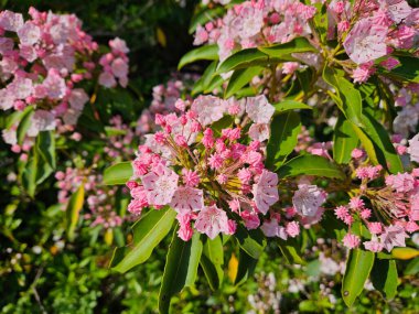 Rododendron. Yaz başı. Büyük Pocono, Pennsylvania.