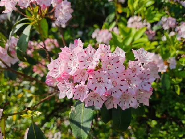 Rododendron. Yaz başı. Büyük Pocono, Pennsylvania.