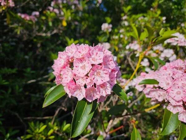 Rododendron. Yaz başı. Büyük Pocono, Pennsylvania.