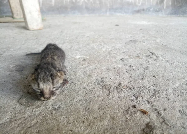Yeni Doğmuş Kedi Yavru Kedi Yürümeyi Öğrenmeye Çalışıyor — Stok fotoğraf