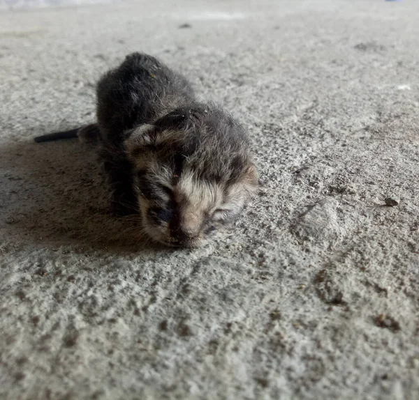 stock image newborn cat. baby cat trying to learn to walk