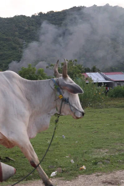 現場の牛だ バリ牛はインドネシアのバリ産の牛です — ストック写真