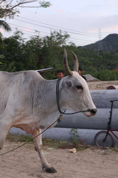 Tarladaki inek. Bali sığırları Bali, Endonezya 'dan gelen sığırlardır.