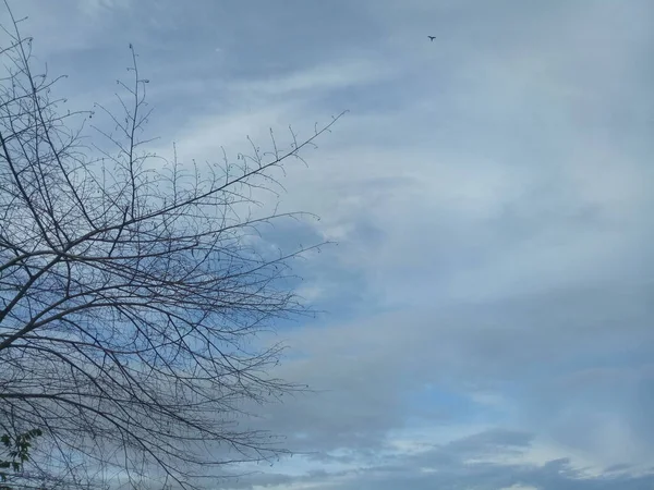 Öğleden Sonra Gökyüzünün Arka Planında Ağaç Dalı Silueti — Stok fotoğraf