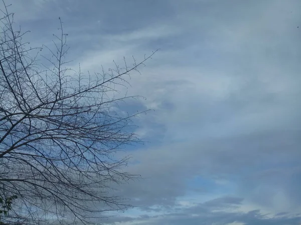 Силуэт Ветки Дерева Фоне Дневного Неба — стоковое фото