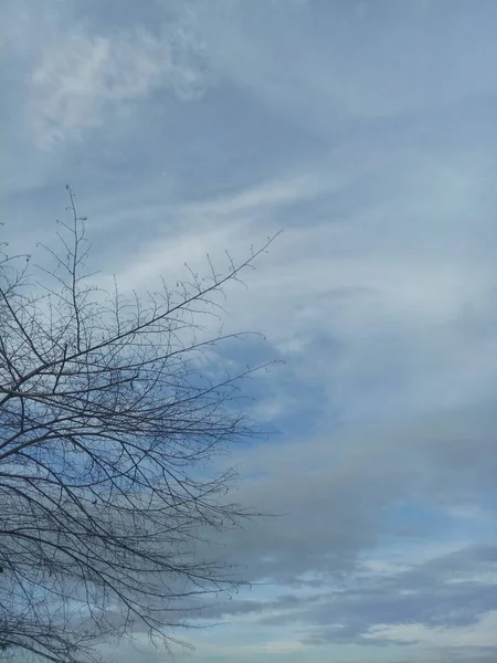 Δέντρο Σιλουέτα Κλαδί Στο Φόντο Του Απογευματινού Ουρανού — Φωτογραφία Αρχείου