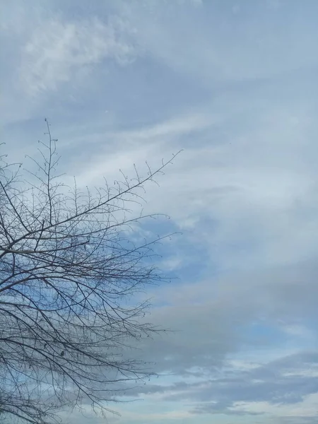 Silhouette Ramo Albero Sullo Sfondo Del Cielo Pomeridiano — Foto Stock