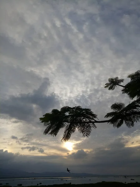 树枝状轮廓在下午天空的背景下 — 图库照片