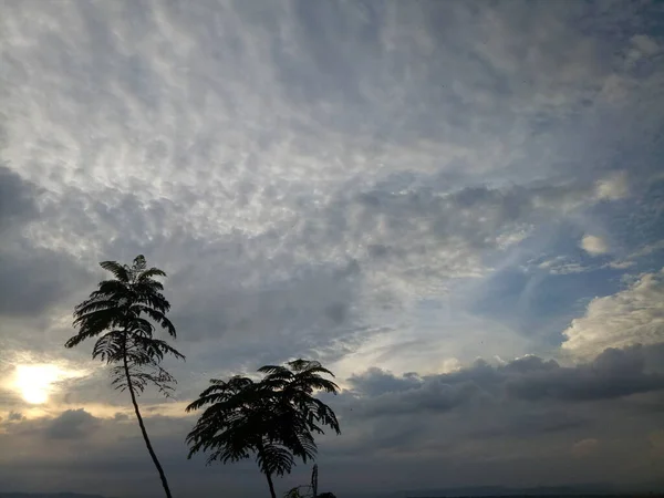Strom Větev Silueta Pozadí Odpolední Oblohy — Stock fotografie
