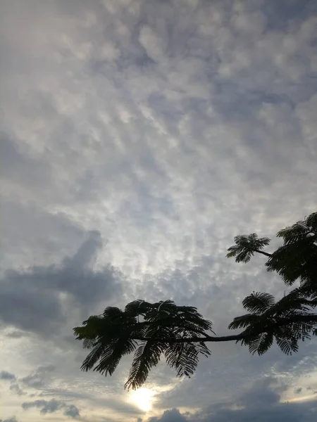 하늘을 배경으로 나뭇가지 실루엣 — 스톡 사진
