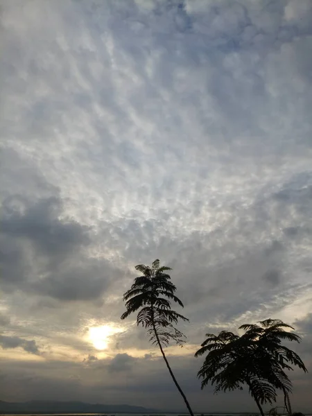 午後の空を背景に木の枝のシルエット — ストック写真