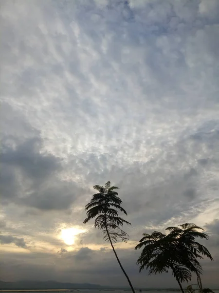 stock image tree branch silhouette against the background of the afternoon sky