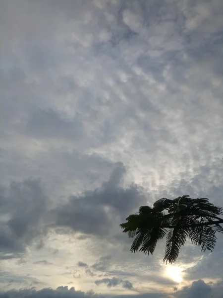 树枝状轮廓在下午天空的背景下 — 图库照片