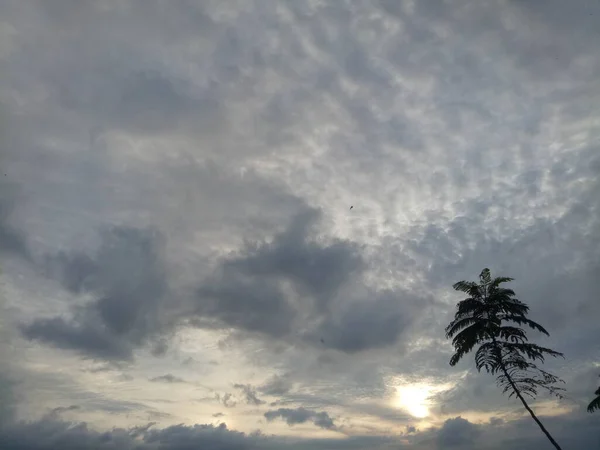 하늘을 배경으로 나뭇가지 실루엣 — 스톡 사진
