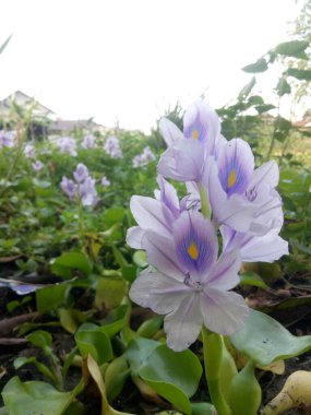 Sümbül, sel yüzünden çiftliklerde mahsur kalmış.