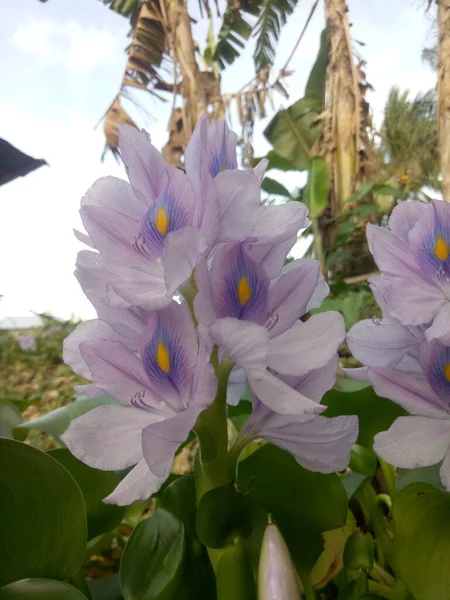 stock image water hyacinth stranded on plantations due to flooding