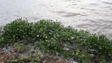 Eceng gondok terombang-ambing di pinggiran Danau Limboto, Gorontalo, Endonezya