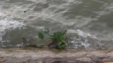 Eceng gondok terombang-ambing di pinggiran Danau Limboto, Gorontalo, Endonezya