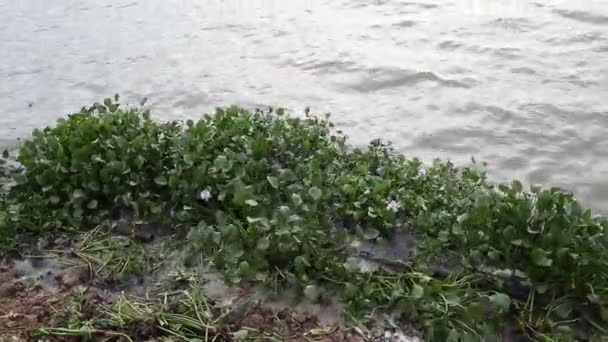 Eceng Gondok Terombang Ambing Pinggiran Danau Limboto Gorontalo Indonesia — Stok Video