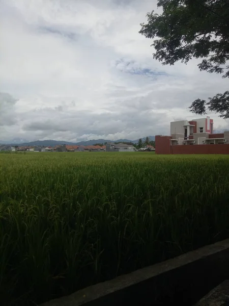 Вид Рисовые Поля Городской Местности — стоковое фото