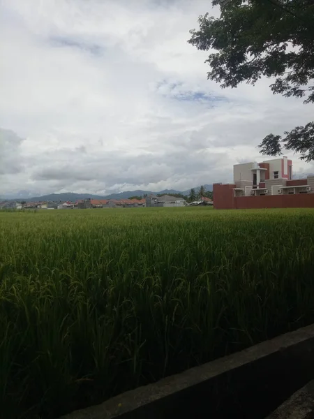 Blick Auf Reisfelder Stadtgebiet — Stockfoto
