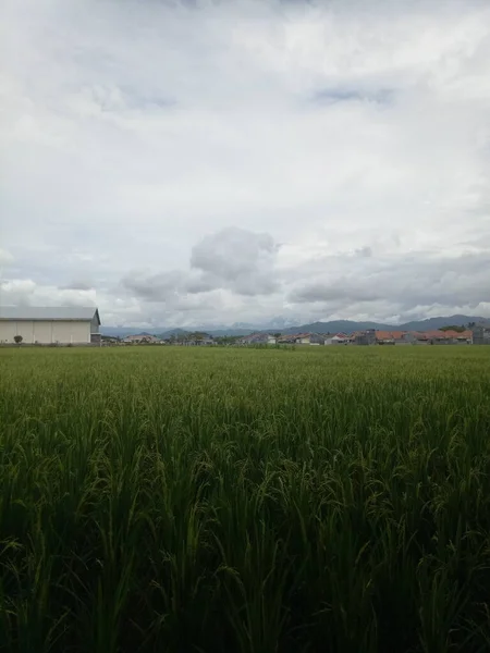 Pohled Rýžová Pole Městské Oblasti — Stock fotografie