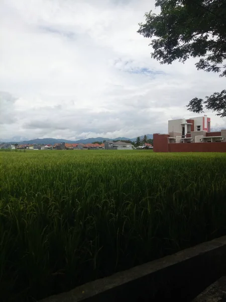 Blick Auf Reisfelder Stadtgebiet — Stockfoto