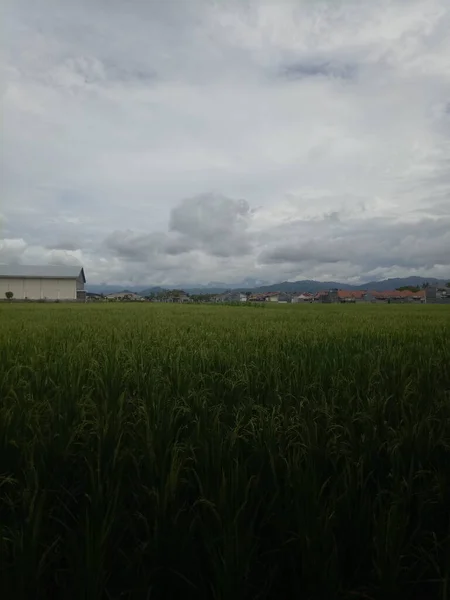 View Rice Fields Urban Area — Stock Photo, Image