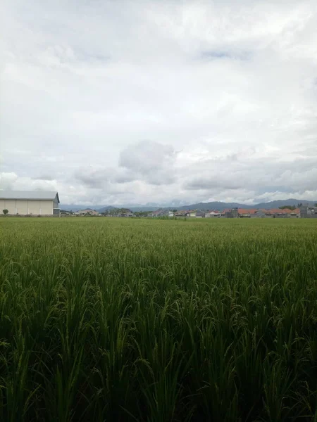 Kentsel Alandaki Pirinç Tarlalarının Görüntüsü — Stok fotoğraf