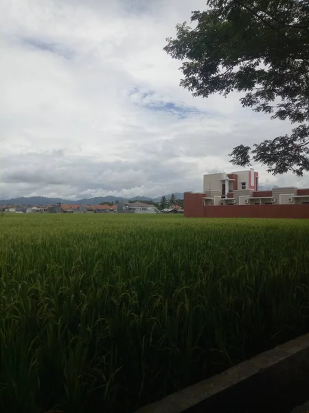 Вид Рисовые Поля Городской Местности — стоковое фото