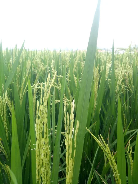 Reissamen Reisboden Aus Nächster Nähe Betrachten Schöne Goldene Reisfeld Und — Stockfoto