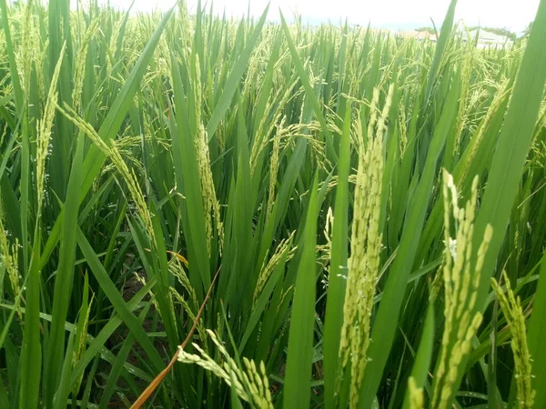 Reissamen Reisboden Aus Nächster Nähe Betrachten Schöne Goldene Reisfeld Und — Stockfoto