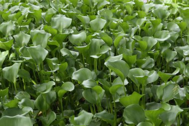 Water Hyacinth (Eichhornia crassipes) with a single purple flower. Water hyacinth in natural water sources