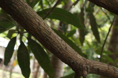 mango tree trunk with leaves background