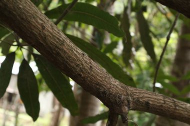 mango tree trunk with leaves background