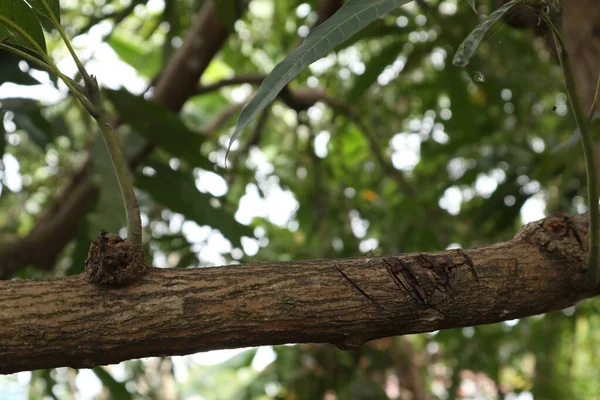 mango tree trunk with leaves background