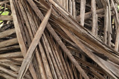 dry coconut leaves. dry coconut leaf texture