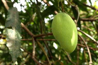 Closeup of mango fruit on a tree. Green Mango Fruit with Branches and Leaves