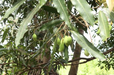 Closeup of mango fruit on a tree. Green Mango Fruit with Branches and Leaves