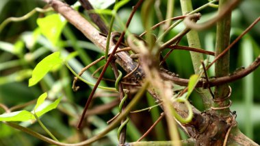 ants walking on tree branches