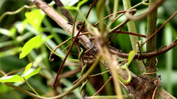 ants walking on tree branches