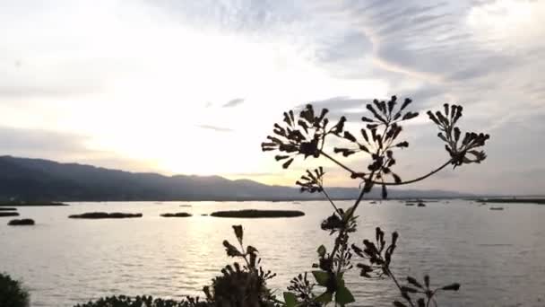 夕暮れ時の湖の草のシルエット — ストック動画