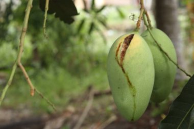 Rotten mango on mango tree. Mango damage by friut fly