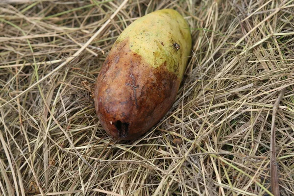 Rotten mango on mango tree. Mango damage by friut fly