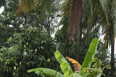 Mango trees that have started to bear fruit