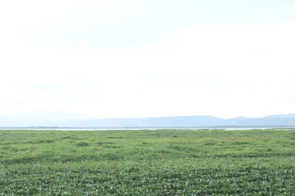 Het Gedetailleerde Uitzicht Toont Het Meer Versierd Met Waterhyacinten — Stockfoto