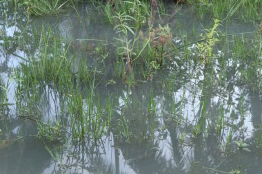 Yeşil çimlerin üzerindeki su birikintisi