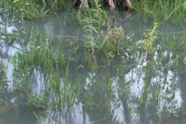 Yeşil çimlerin üzerindeki su birikintisi